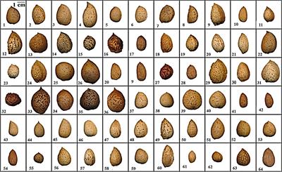 Frontiers Redomesticating Almond to Meet Emerging Food Safety Needs